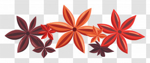 Star Anise - Artistic Star Anise Spice Illustration Transparent PNG