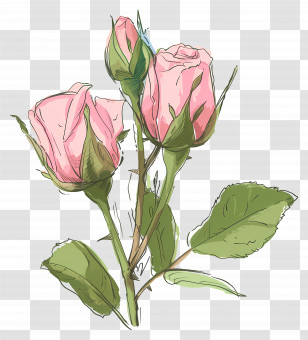Rose Buds - Pink Roses Sketch With Leaves And Stems Transparent PNG
