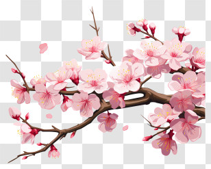 Cherry Blossom - Cherry Blossom Branch Illustration Transparent PNG