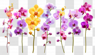 Orchid Flower - Colorful Orchid Flowers In A Botanical Arrangement Transparent PNG