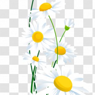 Borders And Frames Clip Art Common Daisy Flower Transparent PNG