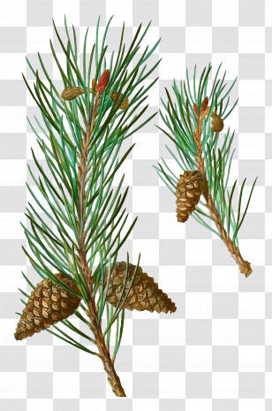 Pine Twig - Pine Branches With Cones Transparent PNG