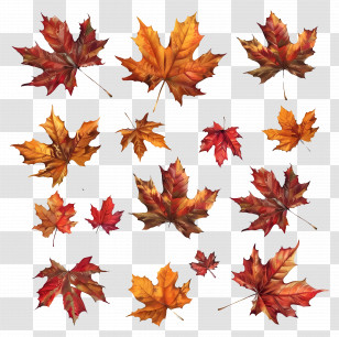 Autumn Maple Leaves - Autumn Maple Leaves Illustration Transparent PNG