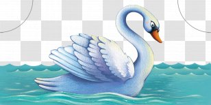 Cygnini Duck Illustration - Waterfowl - Beautifully Hand-painted Swan Swimming Transparent PNG