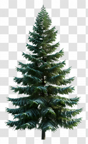 Evergreen Tree - Realistic Fir Tree Illustration Transparent PNG