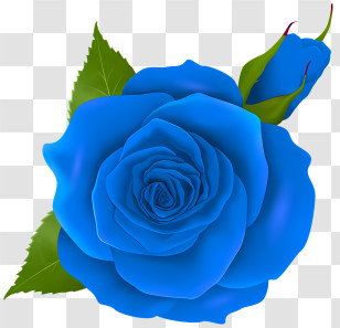 Roses - Illustration Of A Blue Rose Transparent PNG