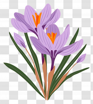 Saffron Flowers - Illustrated Crocus Flowers With Vibrant Petals Transparent PNG
