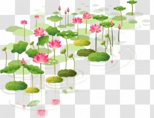 Sacred Lotus Water Lilies Clip Art Sticker Flower - Plant Transparent PNG