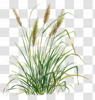 Calamus - Realistic Tall Grass Plant Illustration Transparent PNG