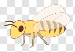 Bee - Cute Cartoon Honeybee Illustration Transparent PNG