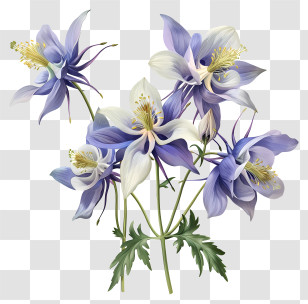 Columbine Flower - Purple And White Columbine Flower Illustration Transparent PNG