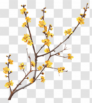 Small Yellow Flowers - Yellow Flowered Branch In Spring Transparent PNG