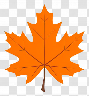 Autumn Maple Leaf - Vivid Orange Maple Leaf Illustration Transparent PNG