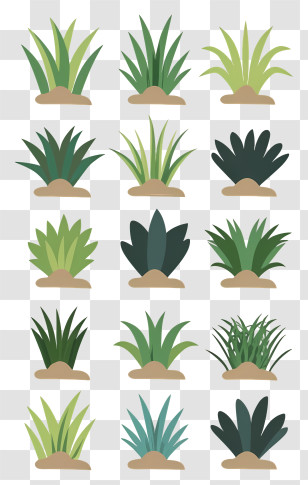 Plants - Collection Of Grass Types For Landscaping And Gardening Transparent PNG