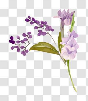 Bouquet - Purple Lilac And Iris Flowers Illustration Transparent PNG