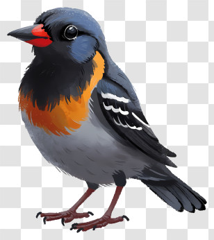 Realistic Style Bird - Cute Colorful Bird Illustration Transparent PNG