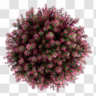 Shrub Top View - Pink-Leafed Lush Plant Top View Illustration Transparent PNG