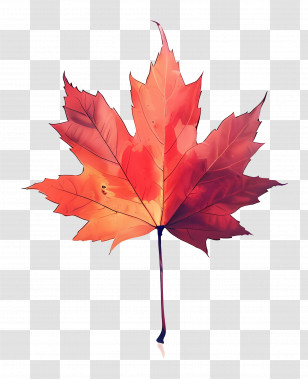 Maple Leaf - Autumn Maple Leaf Illustration Transparent PNG