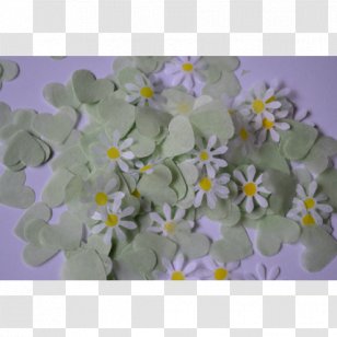 Petal Colony Of New Brunswick Common Daisy Confetti Tissue - Flowering Plant Transparent PNG