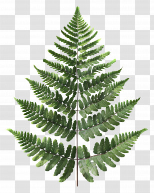 Fern Leaf - Green Fern Leaf With Natural Design Transparent PNG