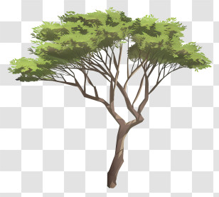 3d Acacia Tree - Tree With Spreading Green Canopy Transparent PNG