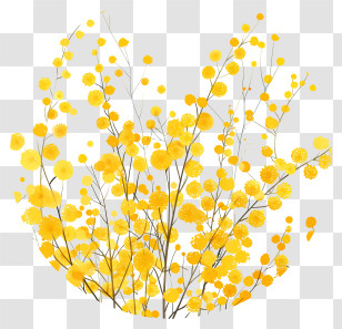 Mimosa Flowers - Yellow Flowering Branches Illustration Transparent PNG