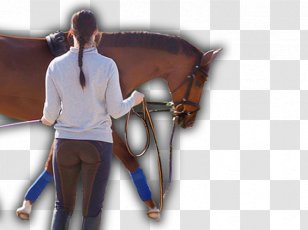 Horse Rein Halter Bridle Transparent PNG