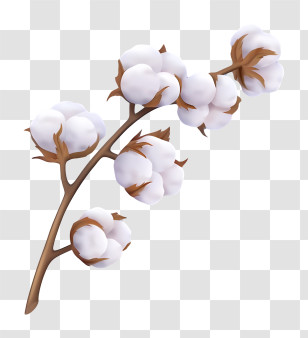 Icon - White Cotton Plant Branch Transparent PNG