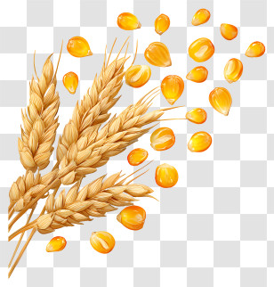 Dried Corn Kernels - Golden Wheat And Kernels Transparent PNG