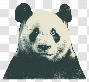 Panda - Artistic Giant Panda Portrait Transparent PNG