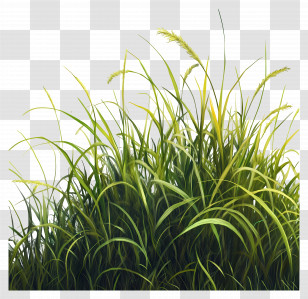 Grass Animated - Lush Green Grass Illustration Transparent PNG