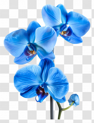 Orchid Flower - Vibrant Blue Orchid Flower Illustration Transparent PNG