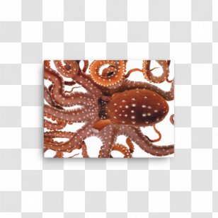 Octopus Cephalopod Botanical Illustration Drawing - Botany - Painting Transparent PNG