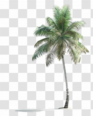 Coconut Tree - Tropical Coconut Palm Tree Illustration Transparent PNG