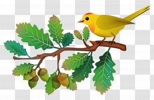 European Robin Birds Old World Orioles Leaf Beak Transparent PNG