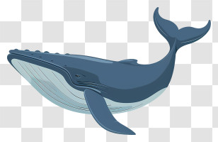 Whale - Blue Whale Swimming Illustration Transparent PNG
