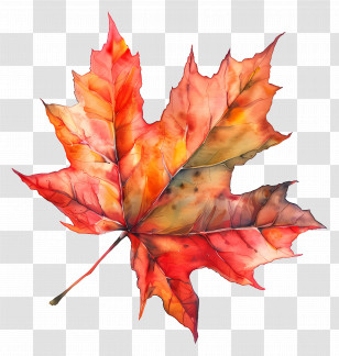 Watercolour Leaf - Red Maple Leaf Watercolor Illustration Transparent PNG
