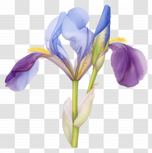 Algerian Iris - Purple Iris Flowers In Elegant Bloom Transparent PNG