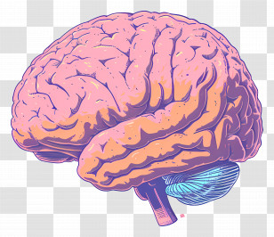 Brain - Artistic Human Brain Illustration Transparent PNG