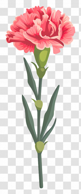 Carnation Flower - Single Pink Carnation Flower Transparent PNG