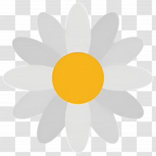 Daisy Flower - Daisy-Like Illustration With Yellow Center Transparent PNG