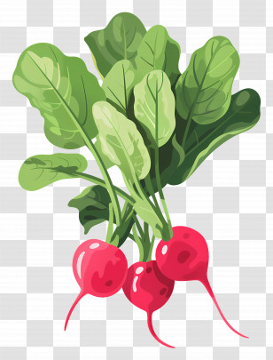 Radishes - Bright Red Radishes With Fresh Leaves Transparent PNG