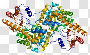 Aspartate Transaminase GOT1 Aspartic Acid Structure - Protein - Alanine Transparent PNG