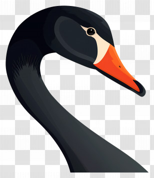 Swan - Elegant Black Swan With Orange Beak Transparent PNG