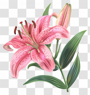 Pink Lily Flower - Beautiful Pink Lily Flower Illustration Transparent PNG
