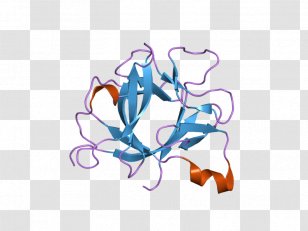 IL1B Interleukin-1 Family IL1A Cytokine - Interleukin 5 - 8 Transparent PNG