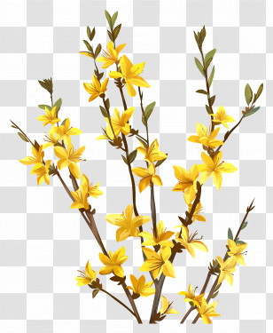 Forsythia - Blooming Yellow Floral Branch Illustration Transparent PNG