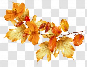 Flower Autumn Leaf Color Clip Art - Leaves Transparent PNG