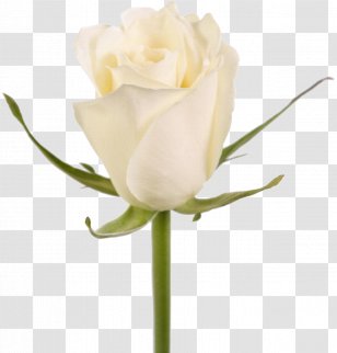 Garden Roses Cut Flowers Nosegay - Flower Transparent PNG