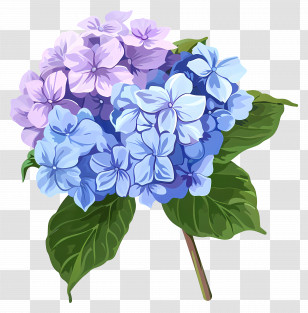 Hydrangea Flower - Blue And Purple Hydrangea Flowers Transparent PNG